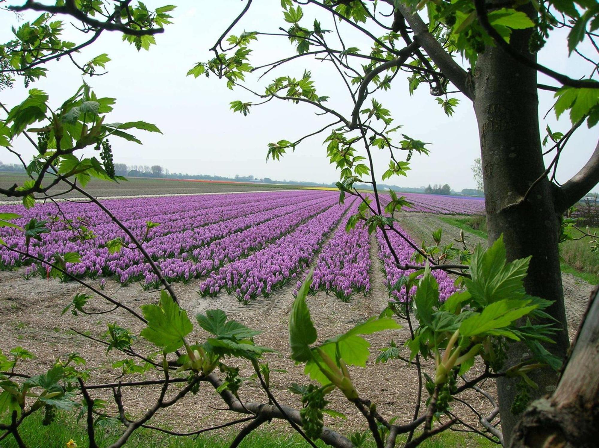 Appels En Peren Bed And Breakfast Breezand Exterior foto